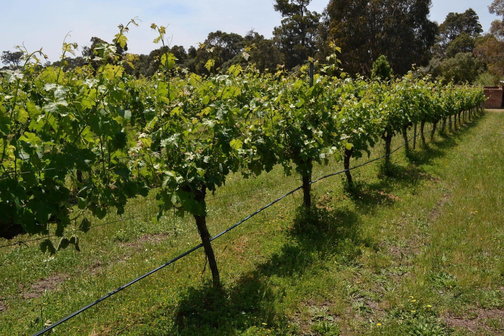 Island Brook Estate Winery And Chalets Margaret River Extérieur photo